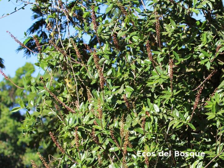 Sarcopera sessiliflora