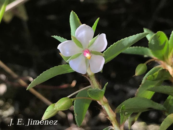 Sauvagesia erecta