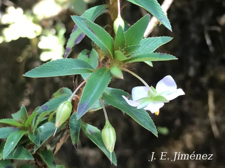 Sauvagesia erecta