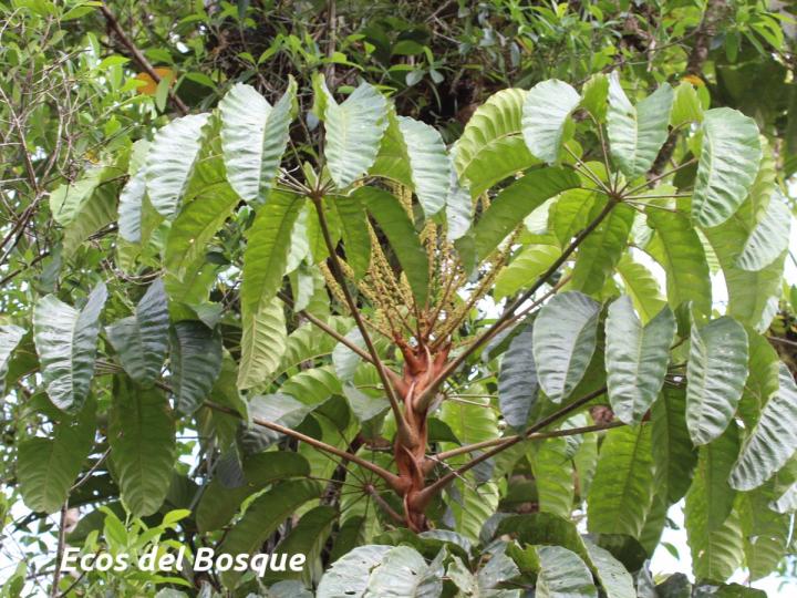 Schefflera nicaraguensis
