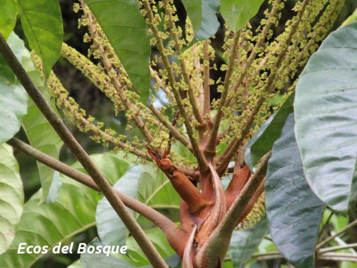 Schefflera nicaraguensis