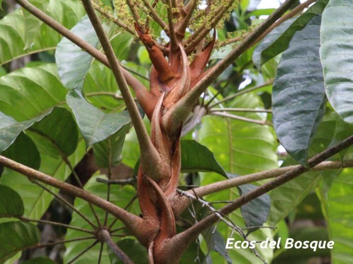 Schefflera nicaraguensis