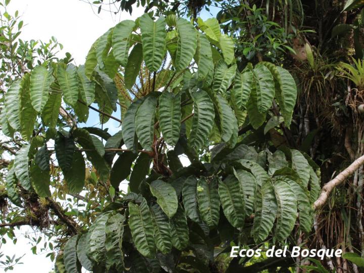 Schefflera nicaraguensis