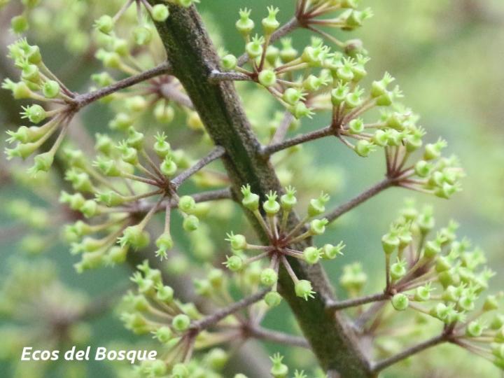 Schefflera nicaraguensis