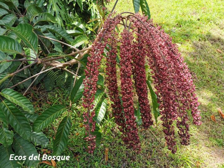 Schefflera nicaraguensis
