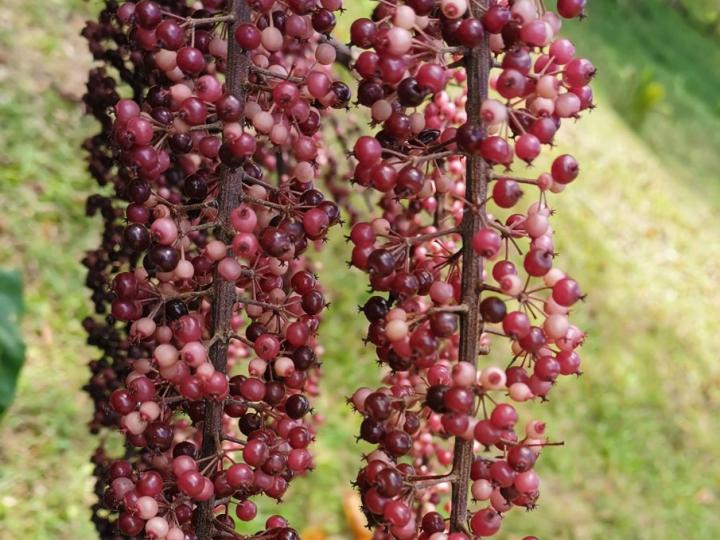 Schefflera nicaraguensis