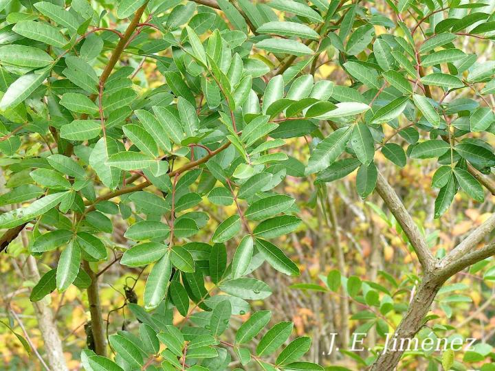 Schinus terebinthifolia