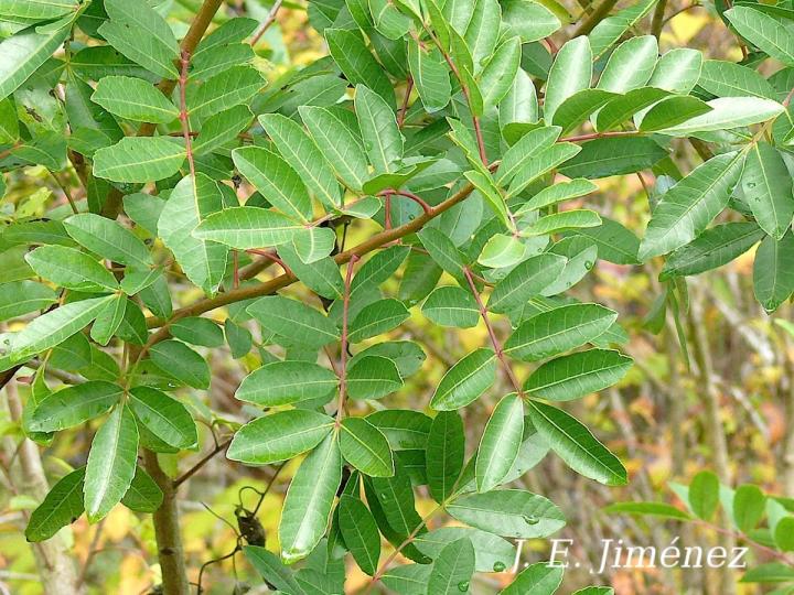 Schinus terebinthifolia
