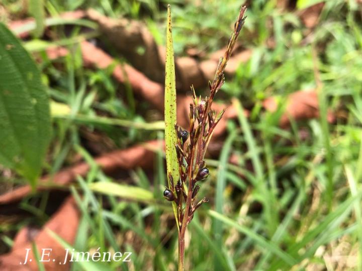 Scleria melaleuca