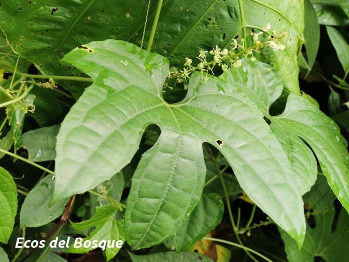 Sechium pittieri