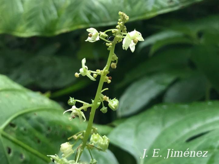 Sechium pittieri