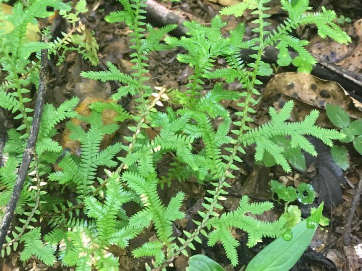 Selaginella eurynota