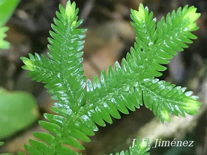 Selaginella eurynota