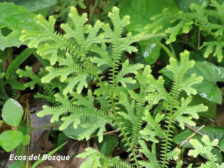 Selaginella eurynota