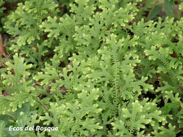 Selaginella eurynota