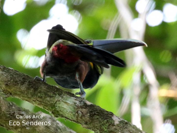 Selenidera spectabilis