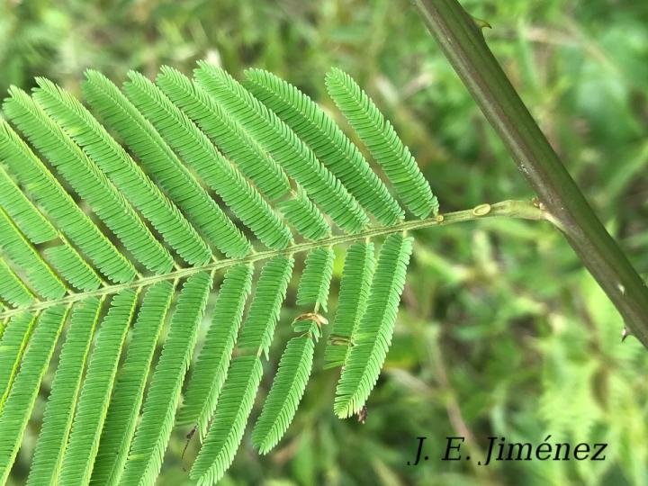 Senegalia multipinnata