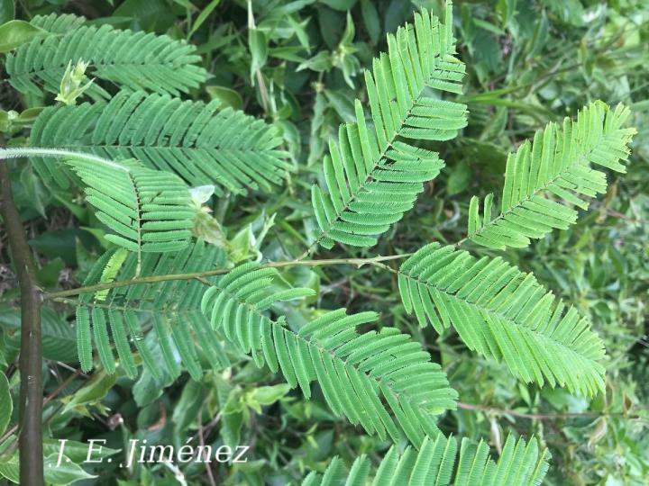 Senegalia multipinnata
