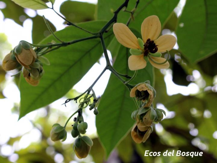 Senna papillosa