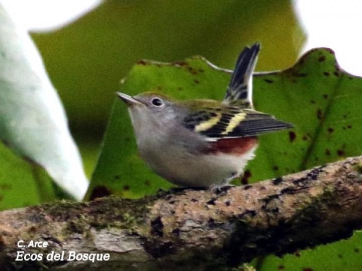 Setophaga pensylvanica (Reinita de costillas castañas)