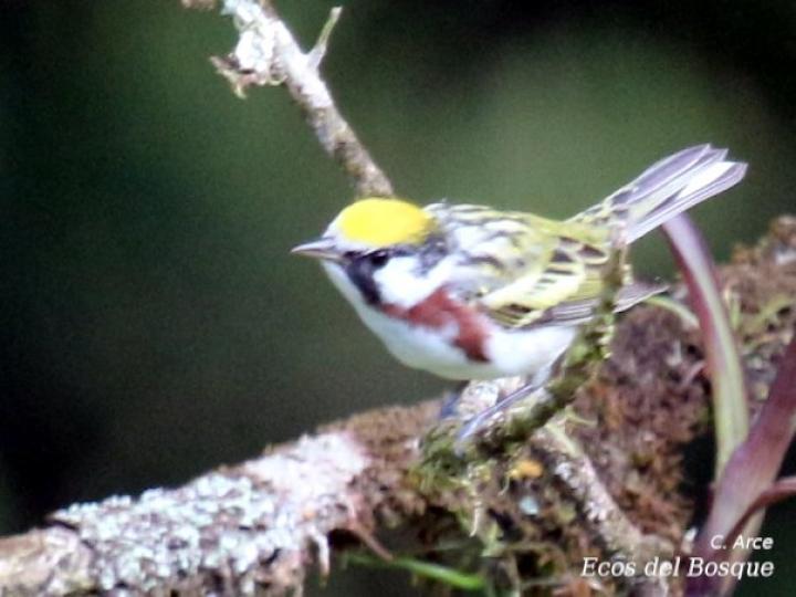 Setophaga pensylvanica (Reinita de costillas castañas)