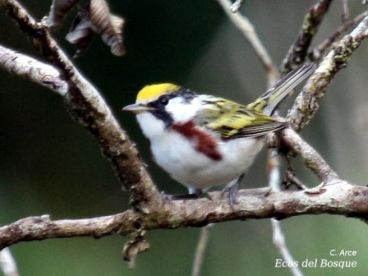 Setophaga pensylvanica (Reinita de costillas castañas)