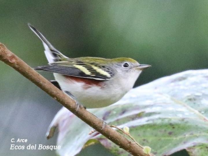 Setophaga pensylvanica (Reinita de costillas castañas)