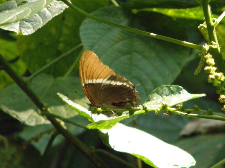 Siproeta epaphus epaphus