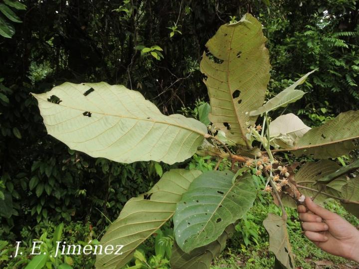 Sloanea medusula