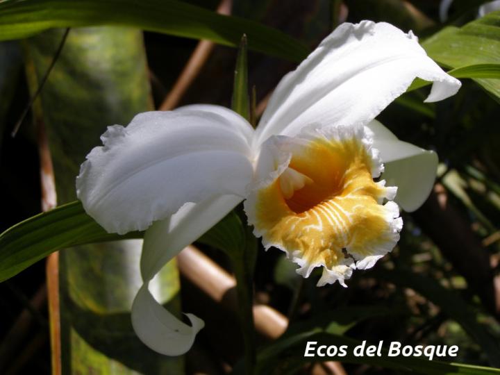 Sobralia chrysostoma