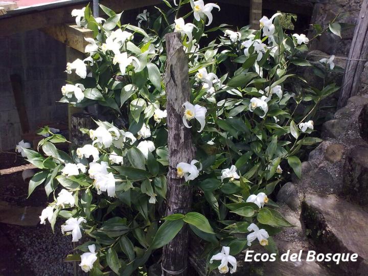 Sobralia chrysostoma