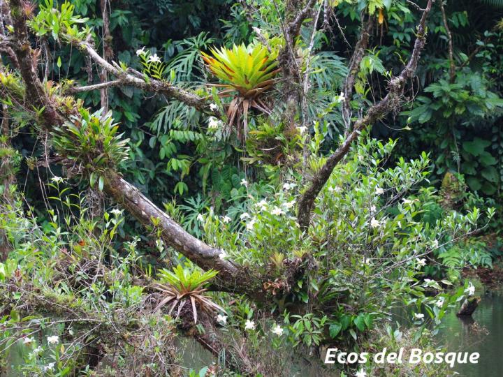 Sobralia chrysostoma
