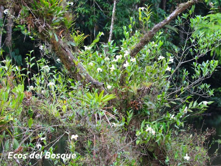 Sobralia chrysostoma