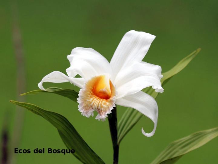 Sobralia chrysostoma
