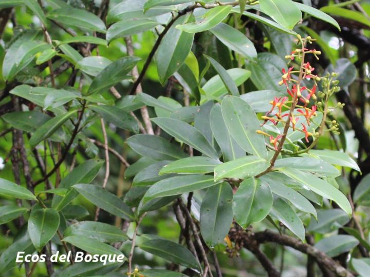 Souroubea gilgii