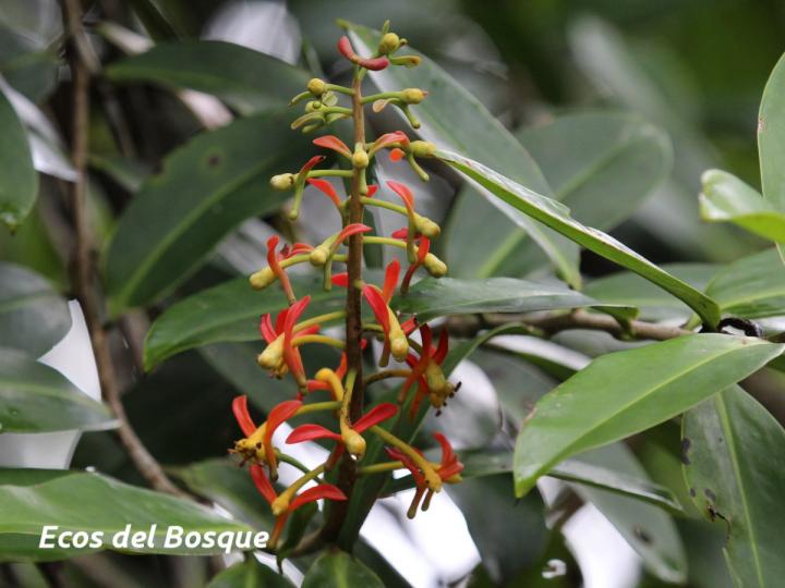 Souroubea gilgii