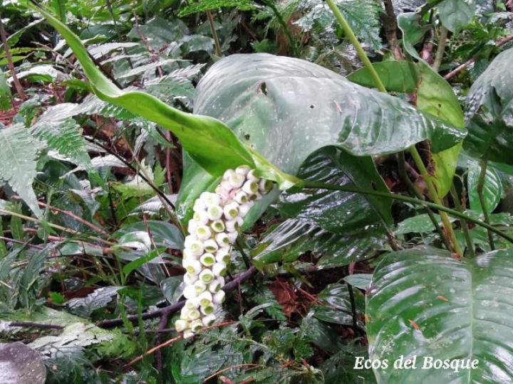 Spathiphyllum laeve