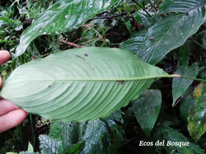 Spathiphyllum laeve