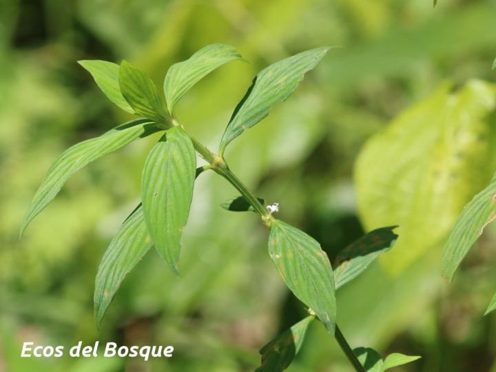  Spermacoce ocymifolia