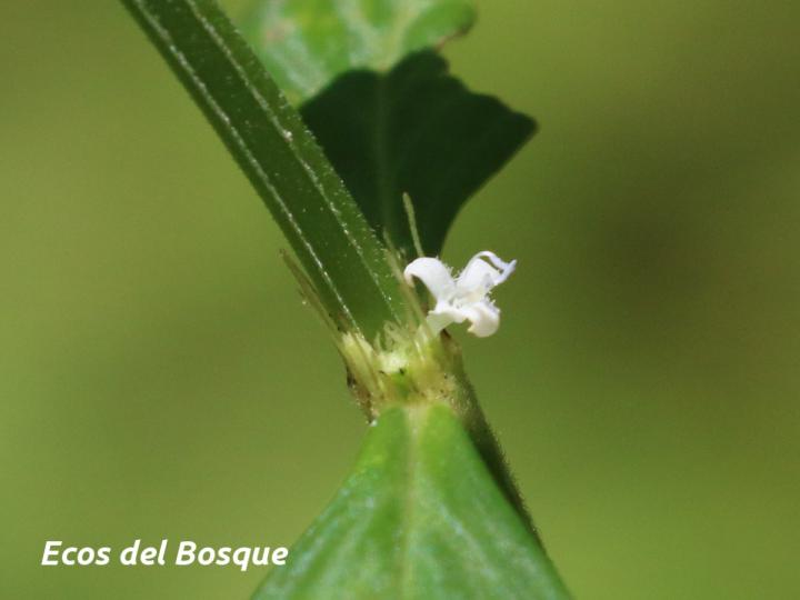 Spermacoce ocymifolia