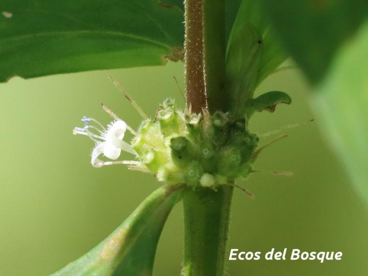  Spermacoce ocymifolia