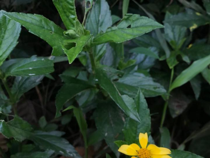 Sphagneticola trilobata