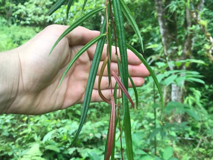 Sphyrospermum linearifolium