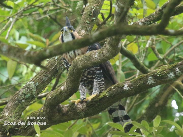 Spizaetus ornatus