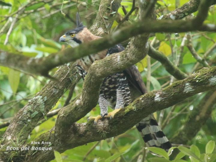 Spizaetus ornatus
