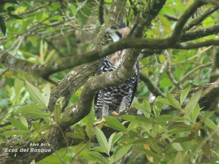 Spizaetus ornatus