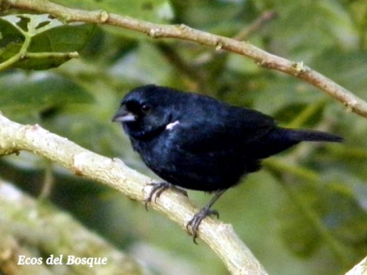 Sporophila corvina (Espiguero variable)