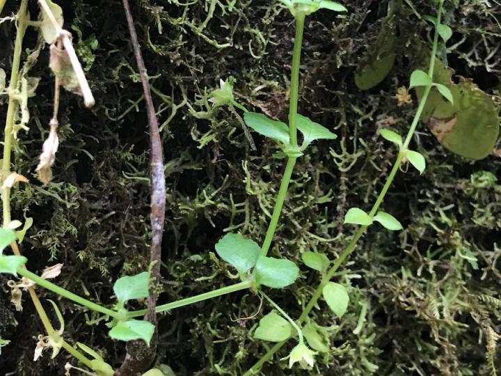 Stellaria ovata