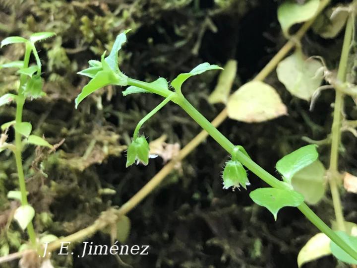 Stellaria ovata
