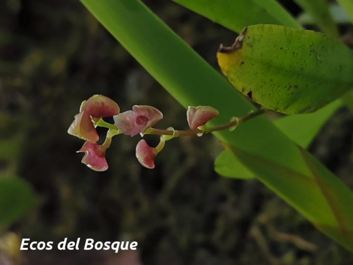 Stelis parvula